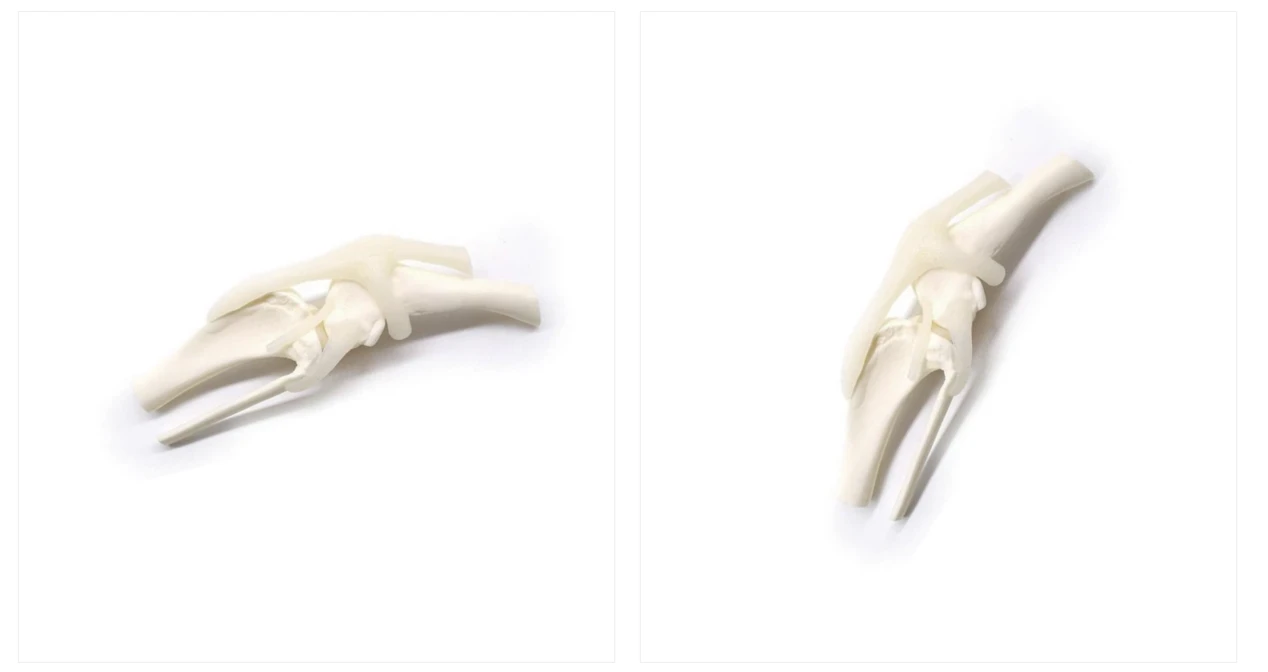 Veterinary Knee Joint Model Veterinary Knee Joint Model